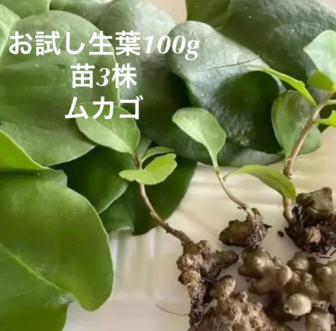 オカワカメ むかご 球根 抜き苗 ② - 野菜