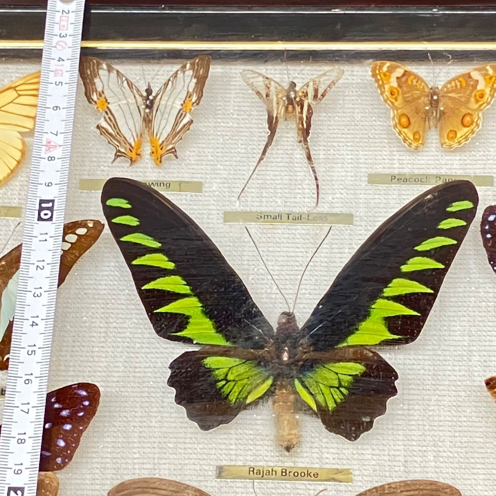 スソビキアゲハ