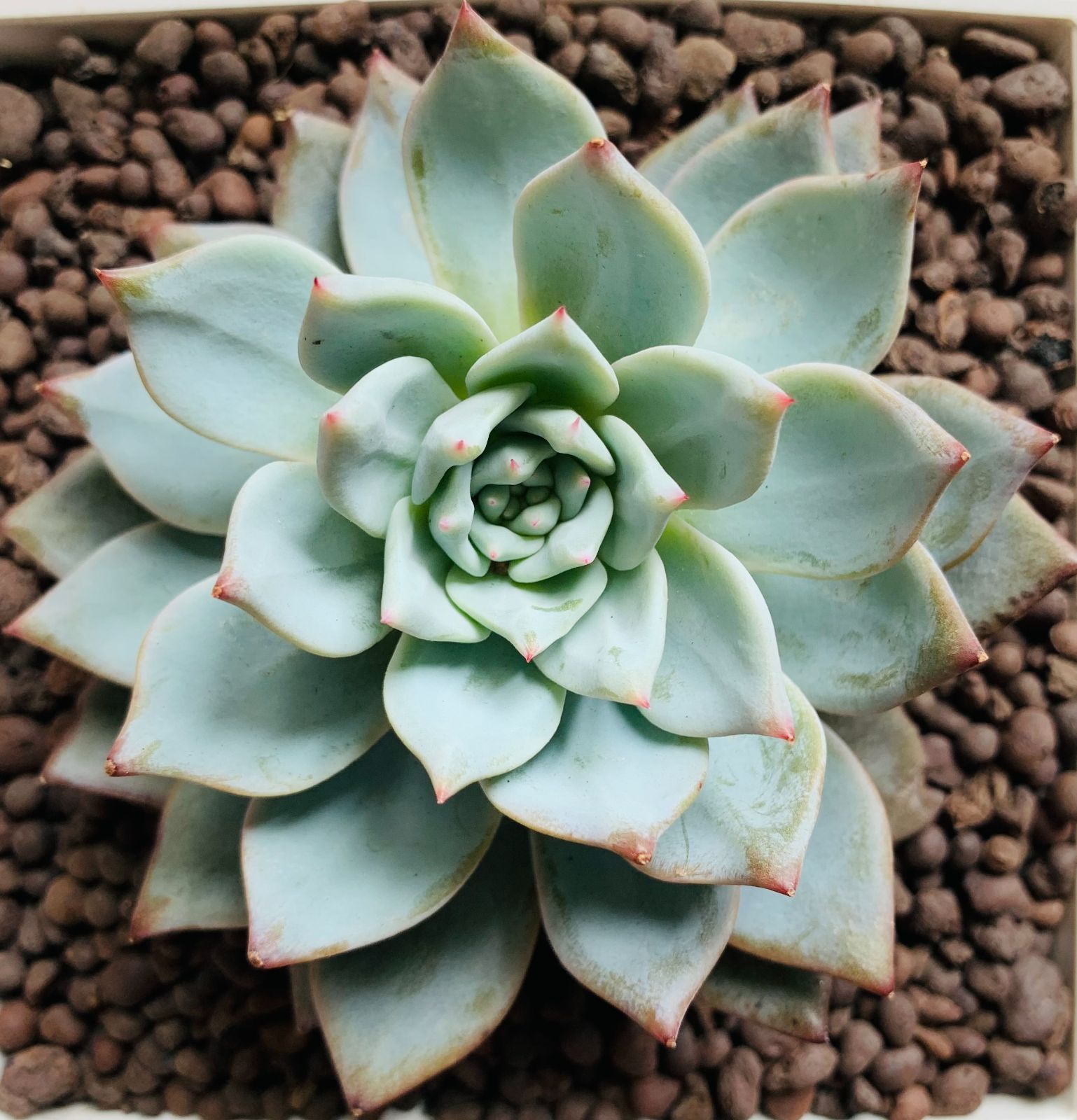 ブルーバード 大きめ苗 韓国苗 多肉植物 ブルーバード 大きめ苗 韓国苗 多肉植物