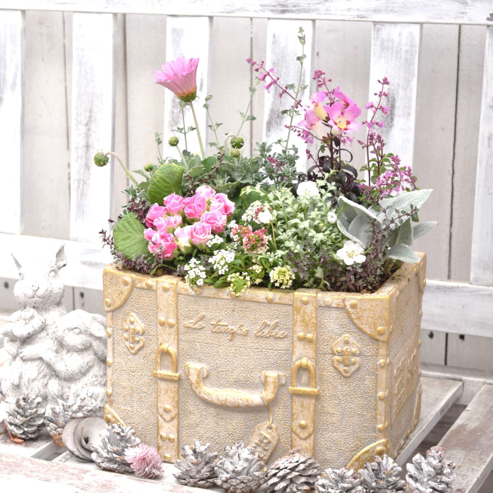 寄せ植え　花■ カルーナ アリッサム　スナップドラゴン　ブランルージュ イベリス 寄せ植え 花□ カルーナ アリッサム スナップドラゴン ブラン