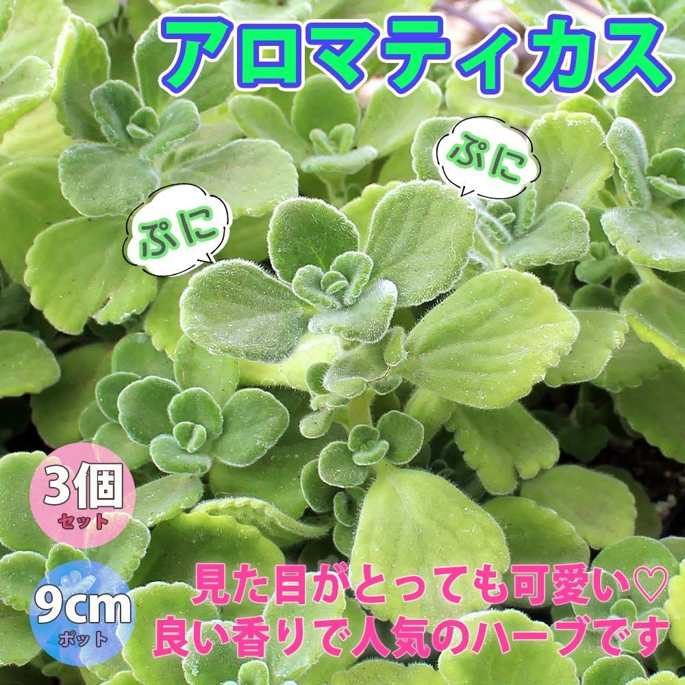 通年植付け