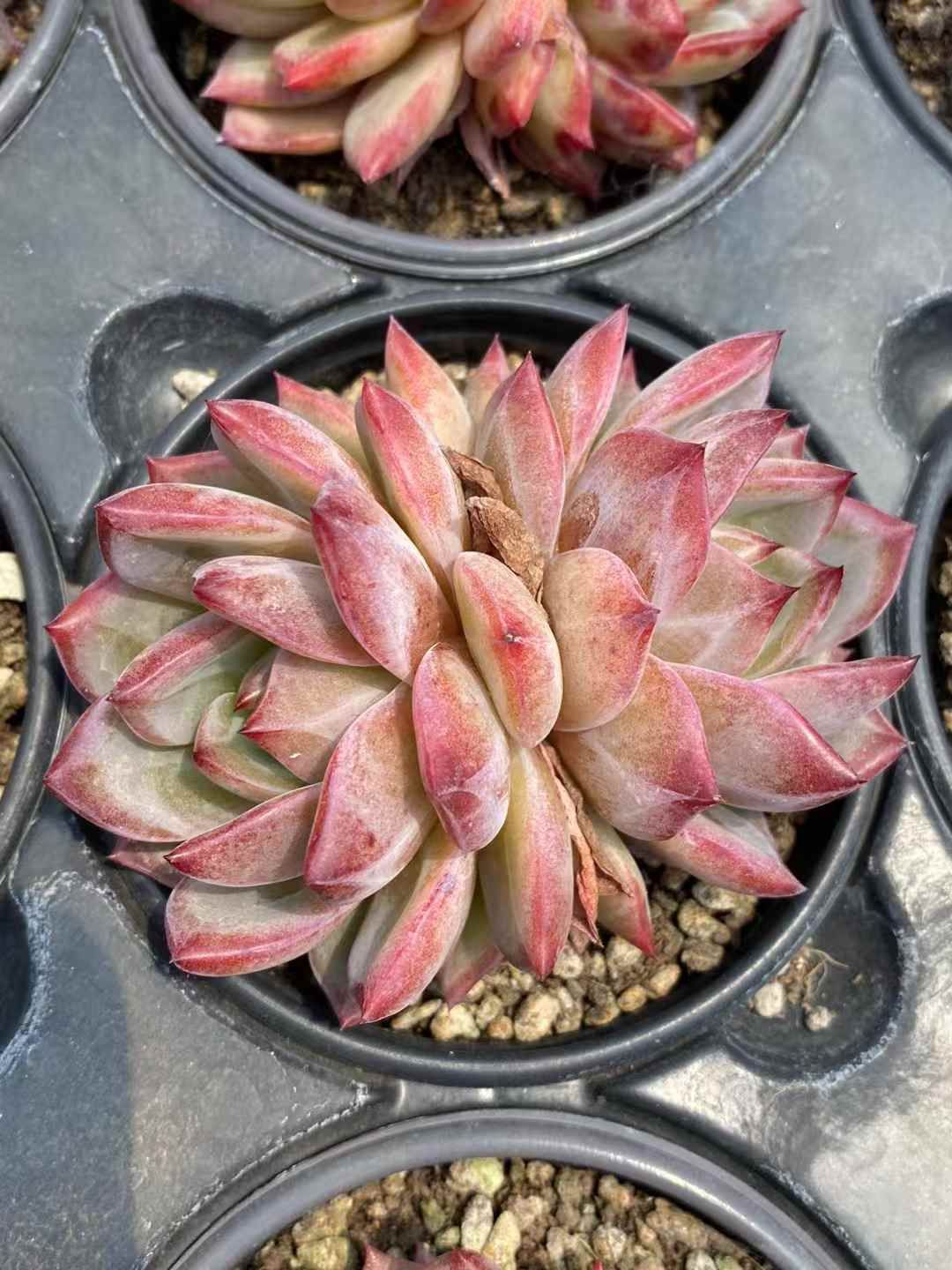 韓国苗　フリルスヨン　　　抜き苗 韓国苗 フリルスヨン 抜き苗