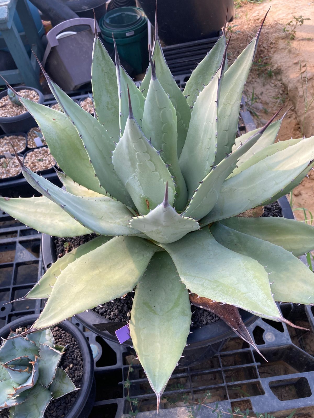 アガベ 大株 輸入株 パリーパリー 【公式通販】