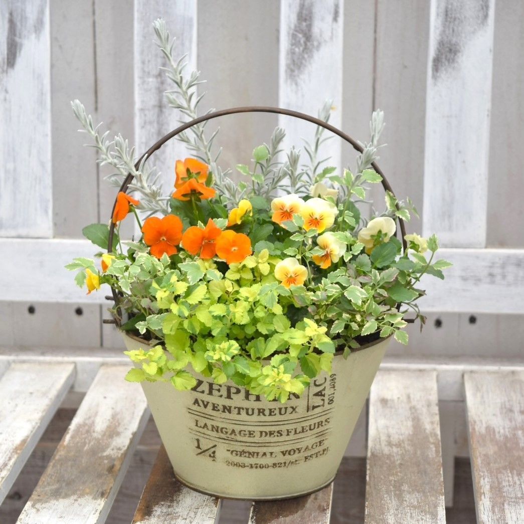 オレンジビオラ」寄せ植え ※寄せ植えセット 花苗 寄せ植え