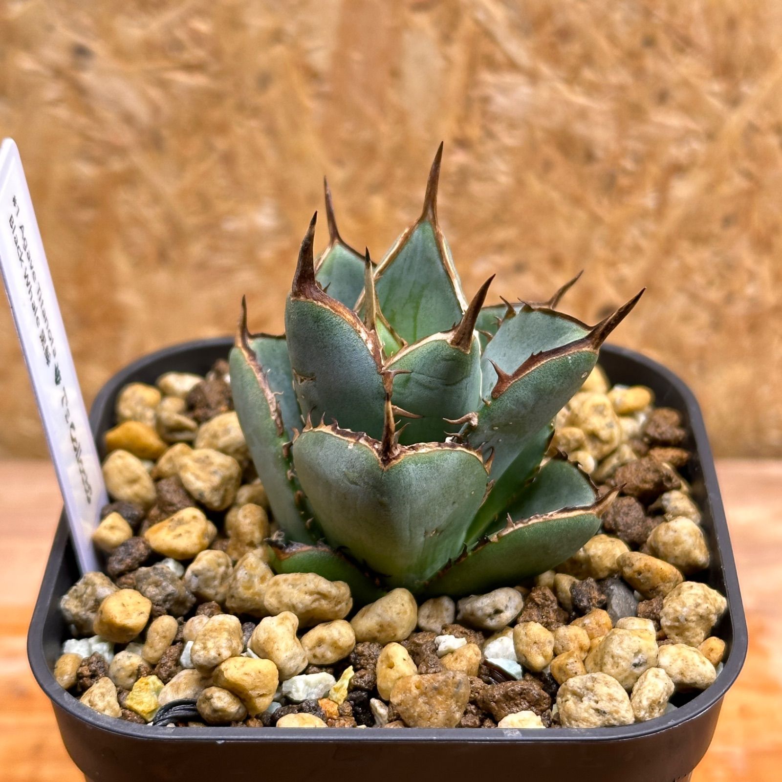 1 Agave titanota Black Whale アガベ チタノタ 黒鯨 極上 子株 発根済