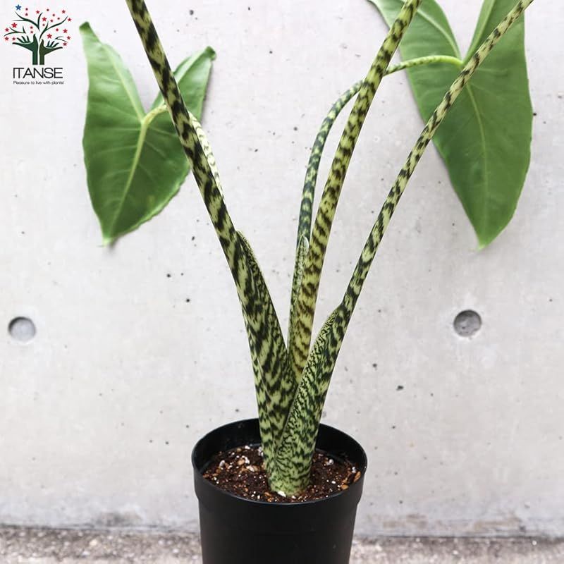 アロカシア ゼブリナ 3.5号ロングポット仕立て 品種で選べる観葉植物 1個売り 学名 Alocasia Zebrina サトイモ科アロカシア属 原産地 東南アジア 別名 アローカシア アマゾニカ アロカシア アマゾニカは ツヤのある濃い緑に 白 WWW_GEBZETESISAT_COM_TR
