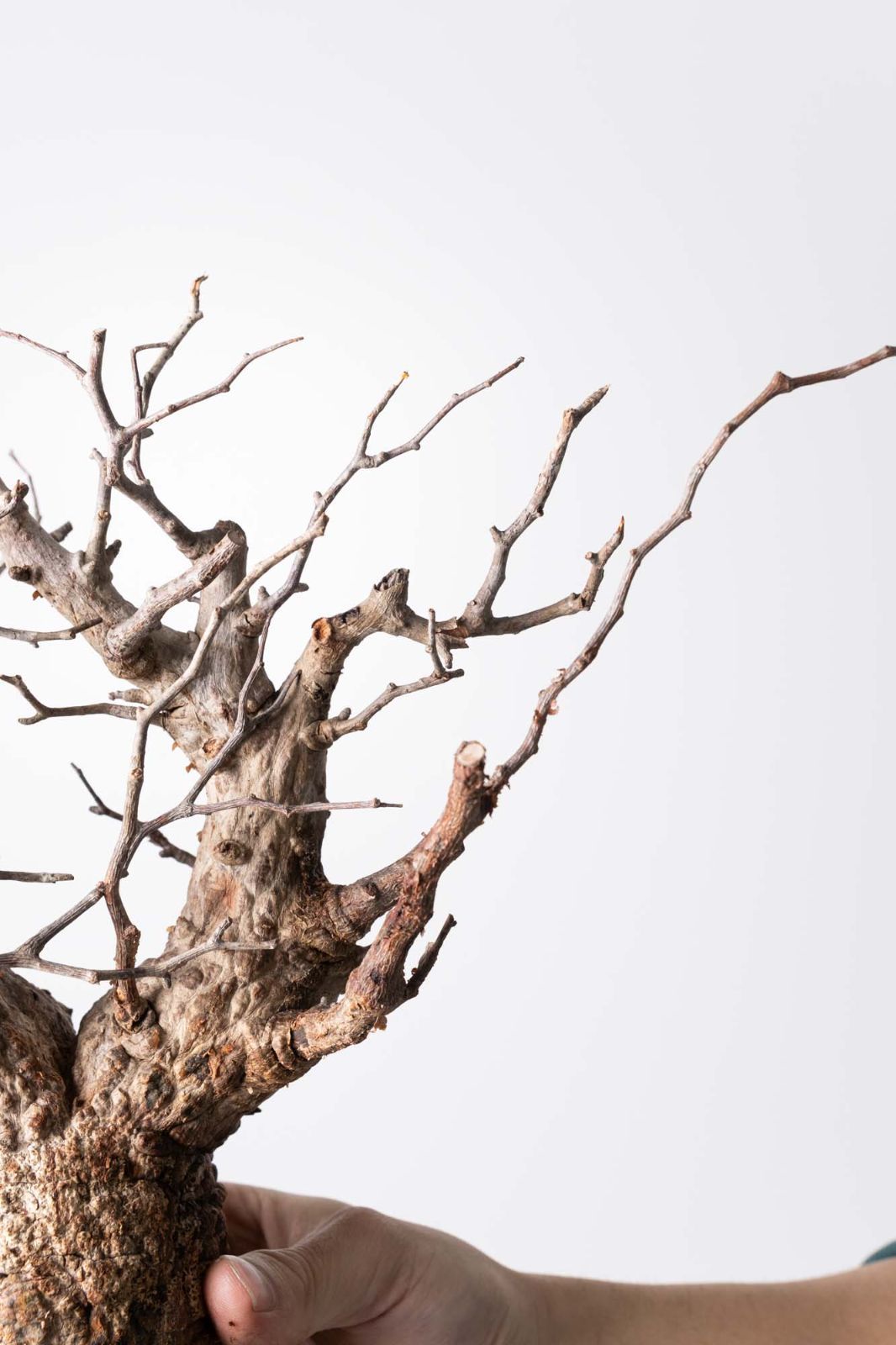 サロモン×サロモン SURFACE 135cm ビンディングセット レディース