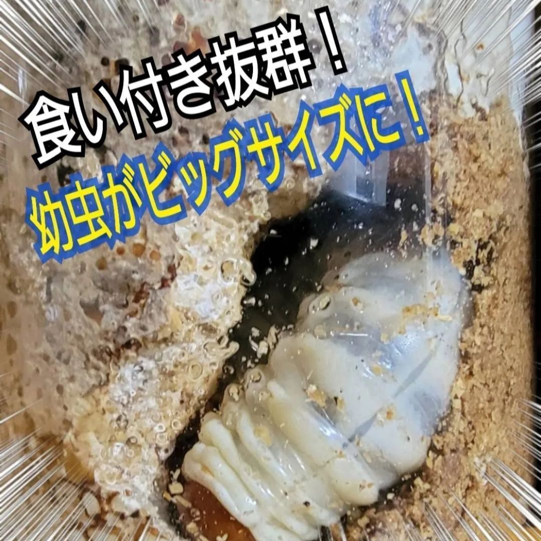 極上！カワラタケ菌糸瓶【6本】特殊アミノ酸強化配合！タランドゥス