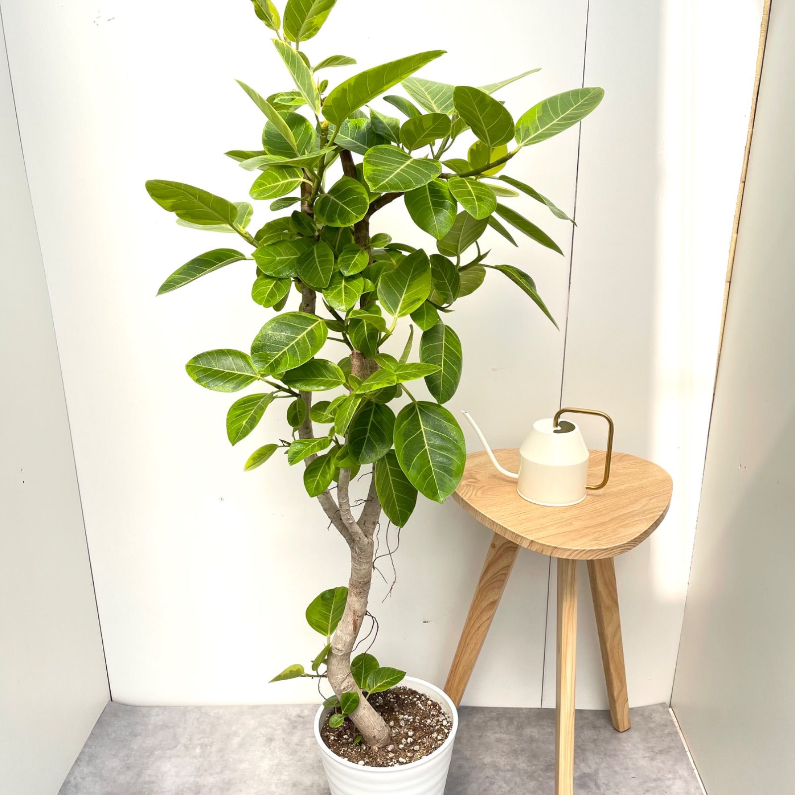 フィカス アルテシマ 曲がり 16【現品】観葉植物 室内 大型 フィカス フィカス アルテシマ 曲がり 16【現品】観葉植物 室内 大型 フィカス