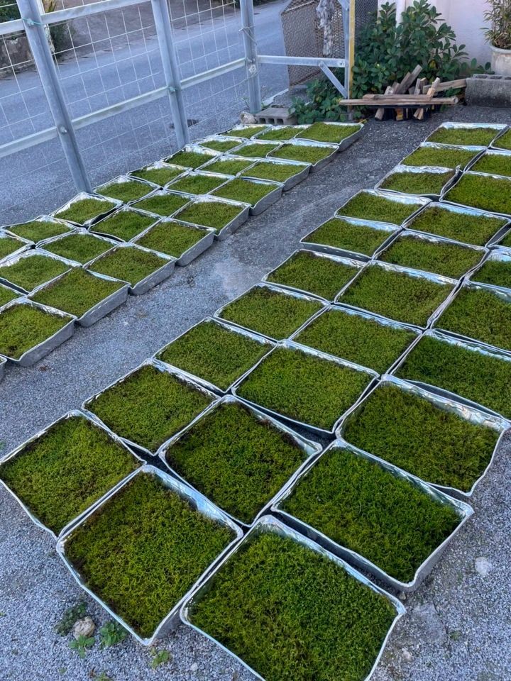最安価格☆継足し品☆10個セット◎ハイ苔4年物◎造園/苔玉☆厚2