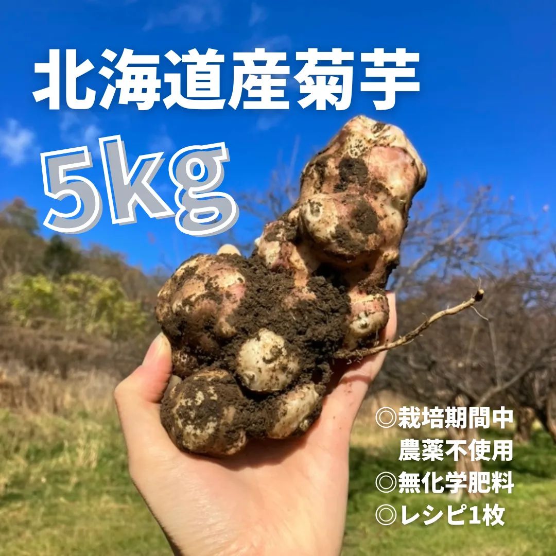 北海道産 菊芋 1kg - 野菜