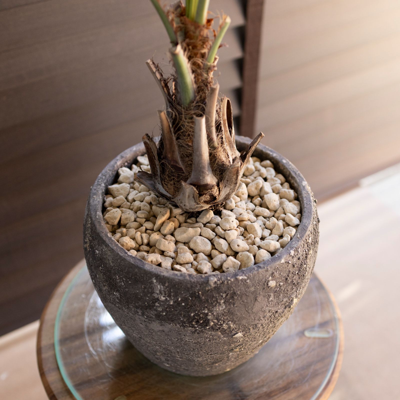 ココスヤシ 6号 セメント鉢 観葉植物 庭木 ドライガーデン 1013GY