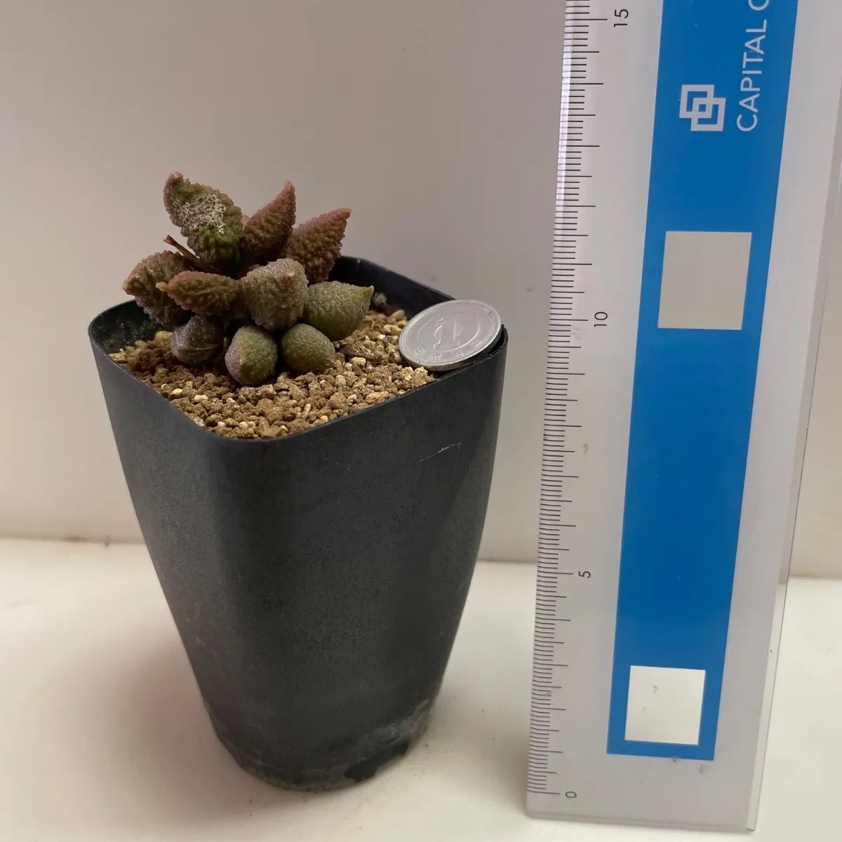 レア✨フエルニア ヒスロピー 抜き苗 【公式通販】