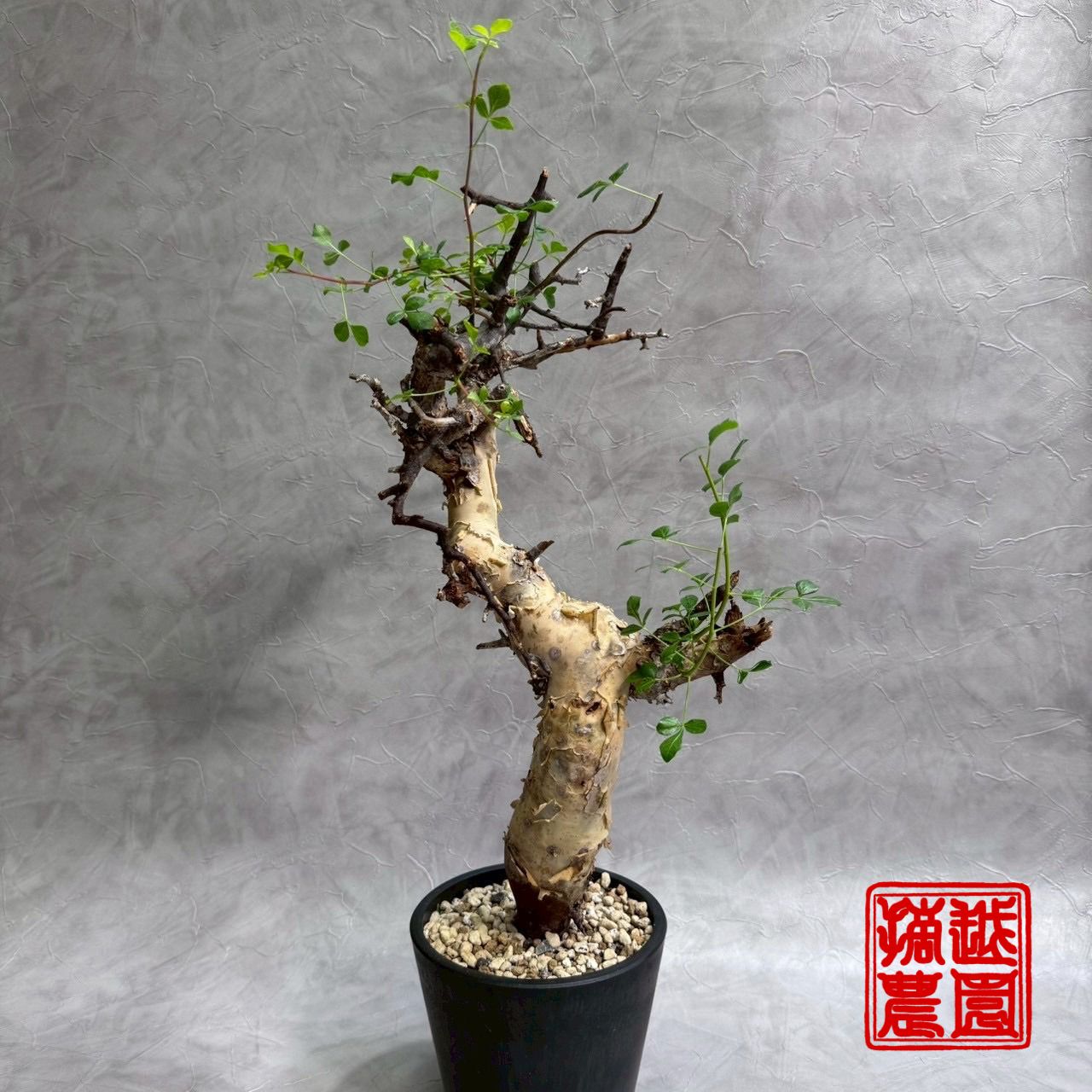 カタフ ピュア ソマリア産 No9 kataf 発根済 【公式通販】