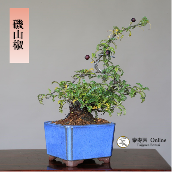 小品盆栽 逸品 イソサンショウ 磯山椒