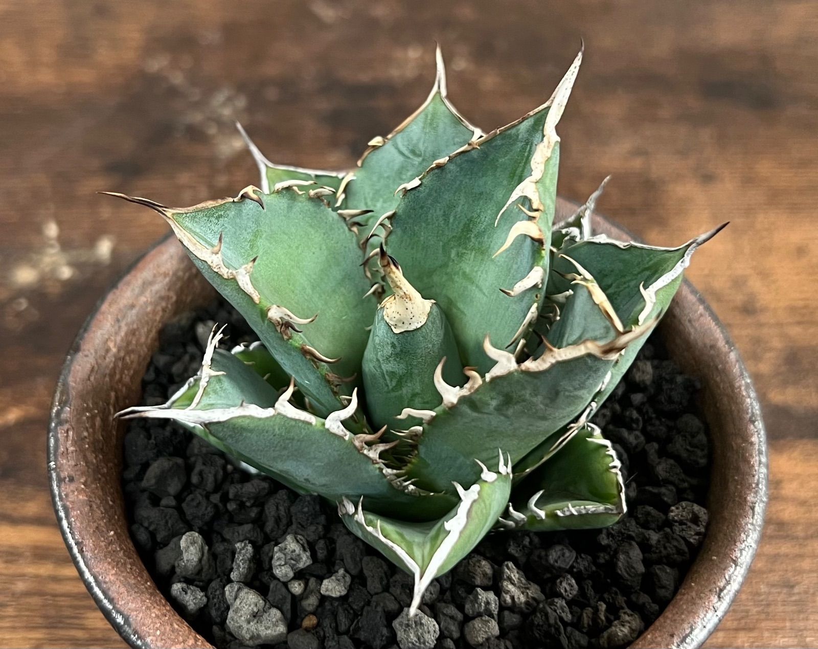 Agave Titanota アガベ チタノタ厳竜/南覇王 強棘 美株！発根済み 送料