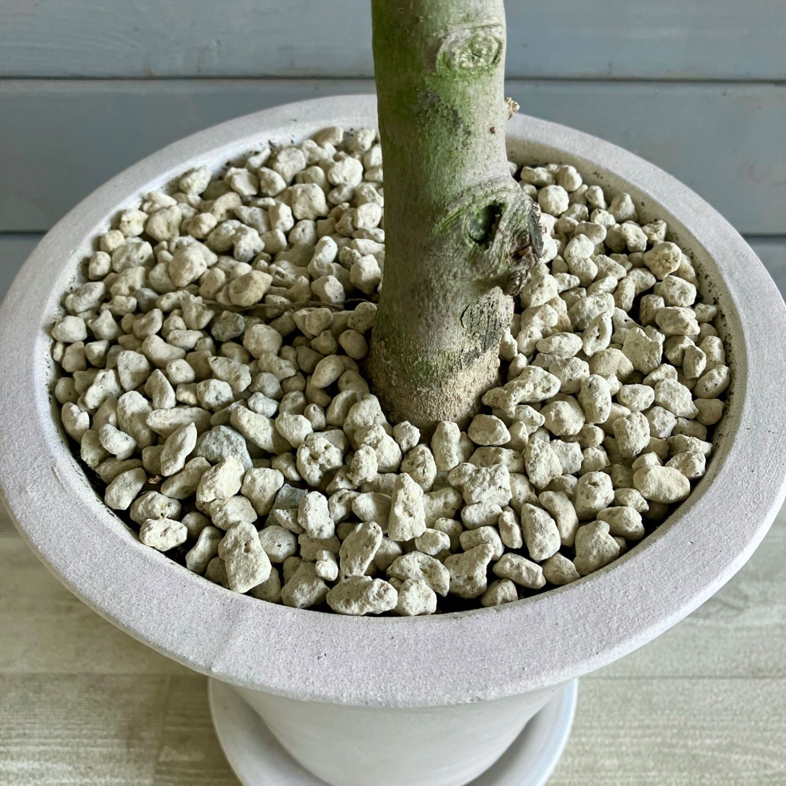おしゃれ 観葉植物 選べる：オリーブの木 ルッカ 7号*現品 SOUJU