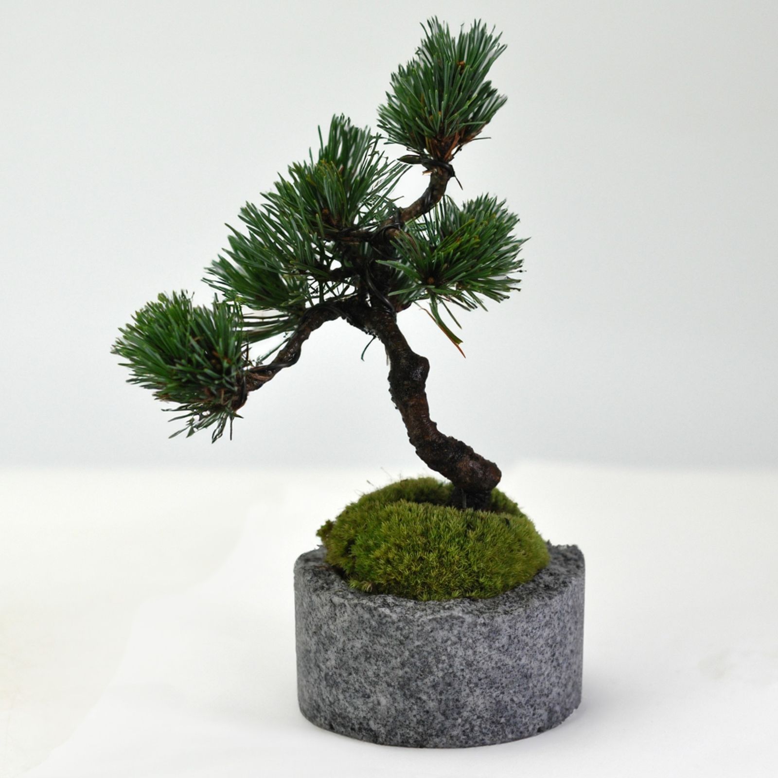 白木盆栽園　イボタ　盆栽　樹高14センチ　楓カエデ紅葉モミジ欅ケヤキ実物観葉植物 白木盆栽園 イボタ 盆栽 樹高14センチ 楓カエデ紅葉モミジ欅