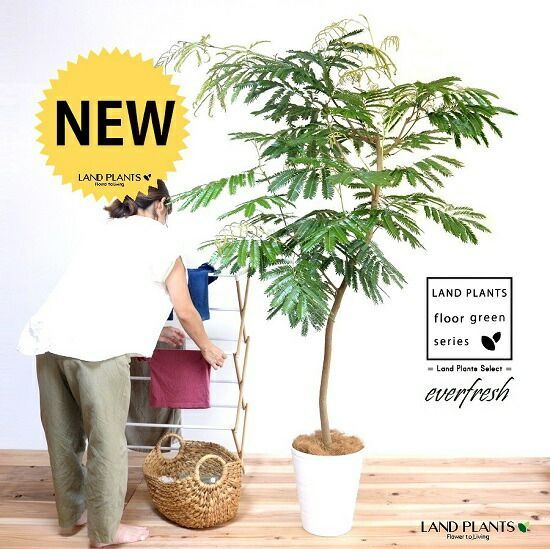 観葉植物 かわいい ミニ ポット 苗 3号 「パンダガジュマル」きゅんきゅんサイズ : e-花屋さん - 通販 - Yahoo!ショッピング ガジュマル：パンダガジュマル 3.5号硬質ポット[かわいい観葉植物][インテリアグリーン 多幸の木]