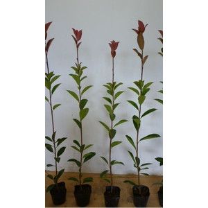 レッドロビン 樹高0.4m前後 10.5cmポット （30本セット）（送料無料） 苗 植木 苗木 庭 10本セットレッドロビン 樹高1.0m前後 15cmポット れっどろびん