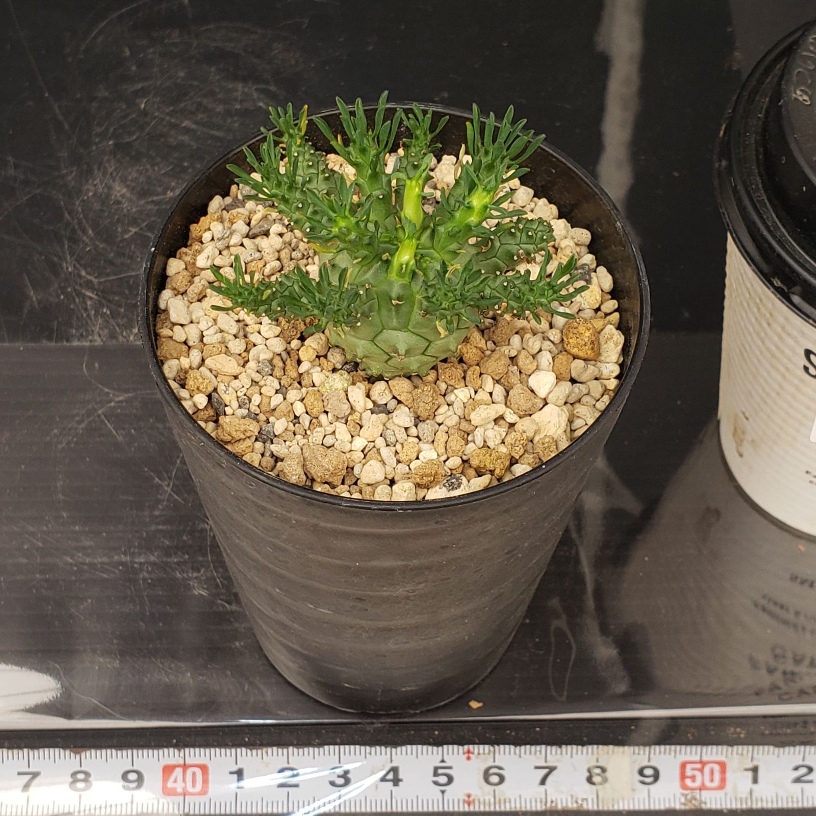 写真2-4枚目！　デセプタ　ユーフォルビア　多肉植物　塊根植物　実生 やっとニョキニョキ！ ユーフォルビア デセプタ 今年初めて播種