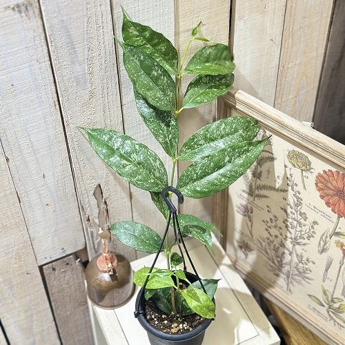 観葉植物 観葉植物 ホヤ(サクララン) キスティアンサ スプラッシュ 4号