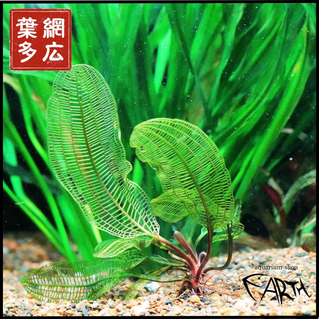 水草】アポノゲトン・マダガスカリエンシス - メルカリ