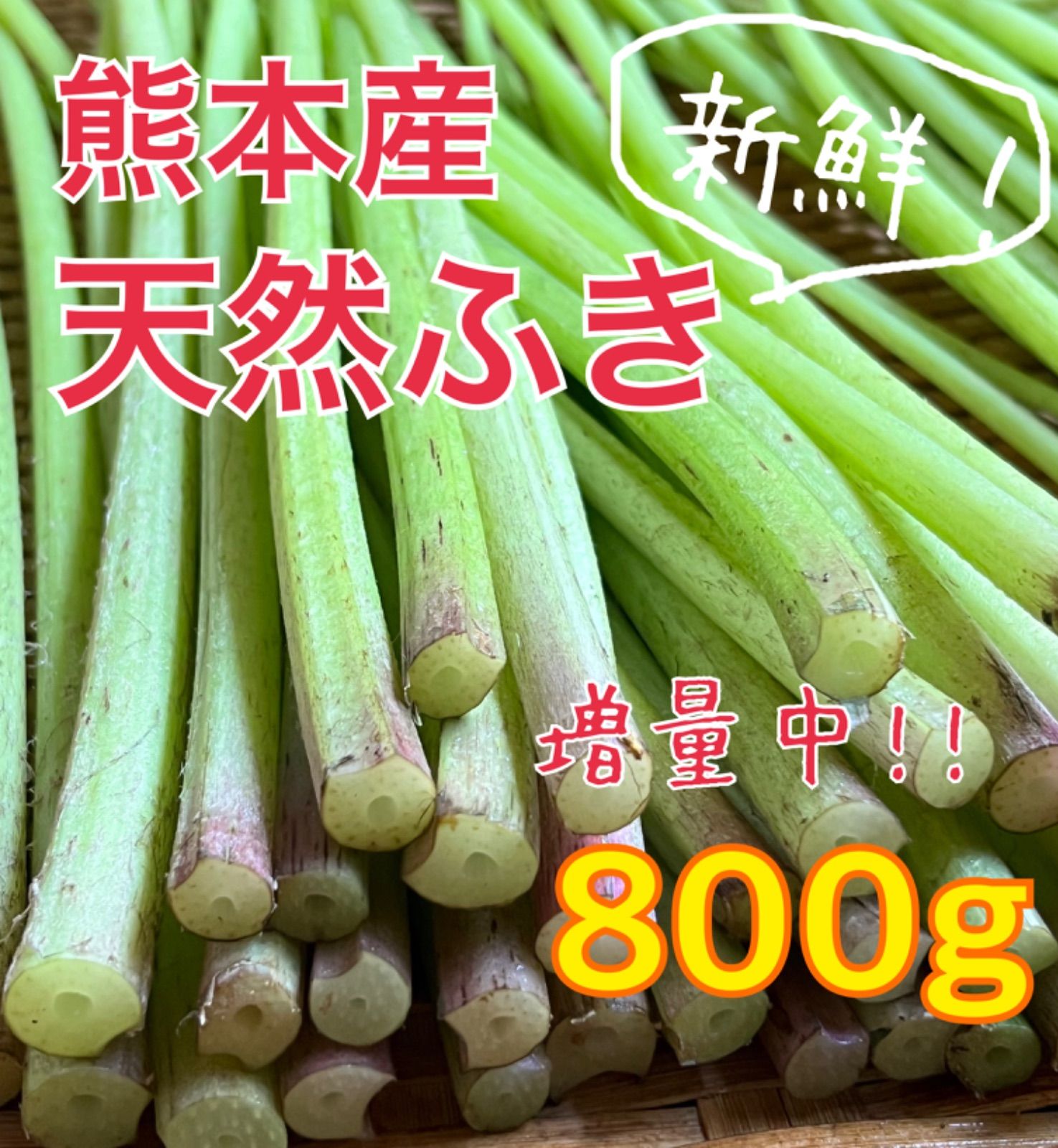 増量中☆】天然ふき 無農薬 熊本産 800g フキ 蕗 山ふき 山蕗