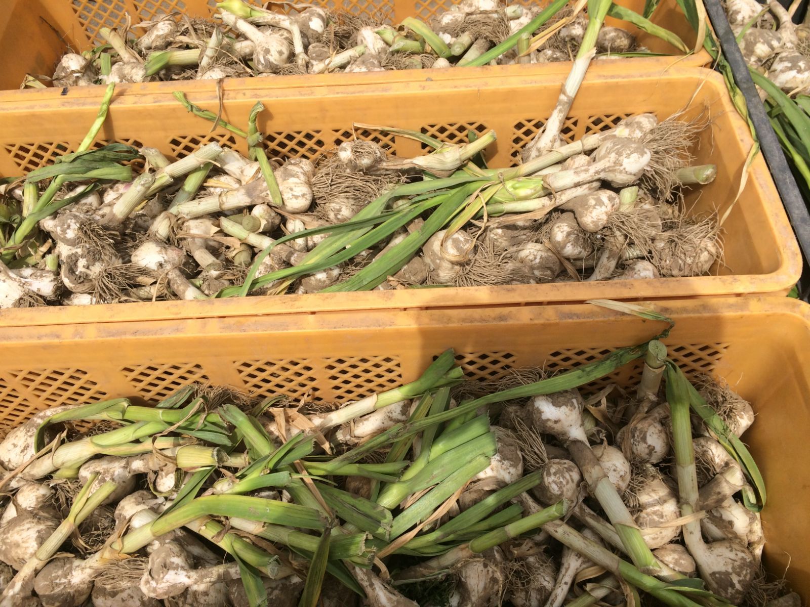 【わけあり品・小粒のみ】青森県産ホワイト六片種にんにく バラ 500g 令和6年度産【高糖度】