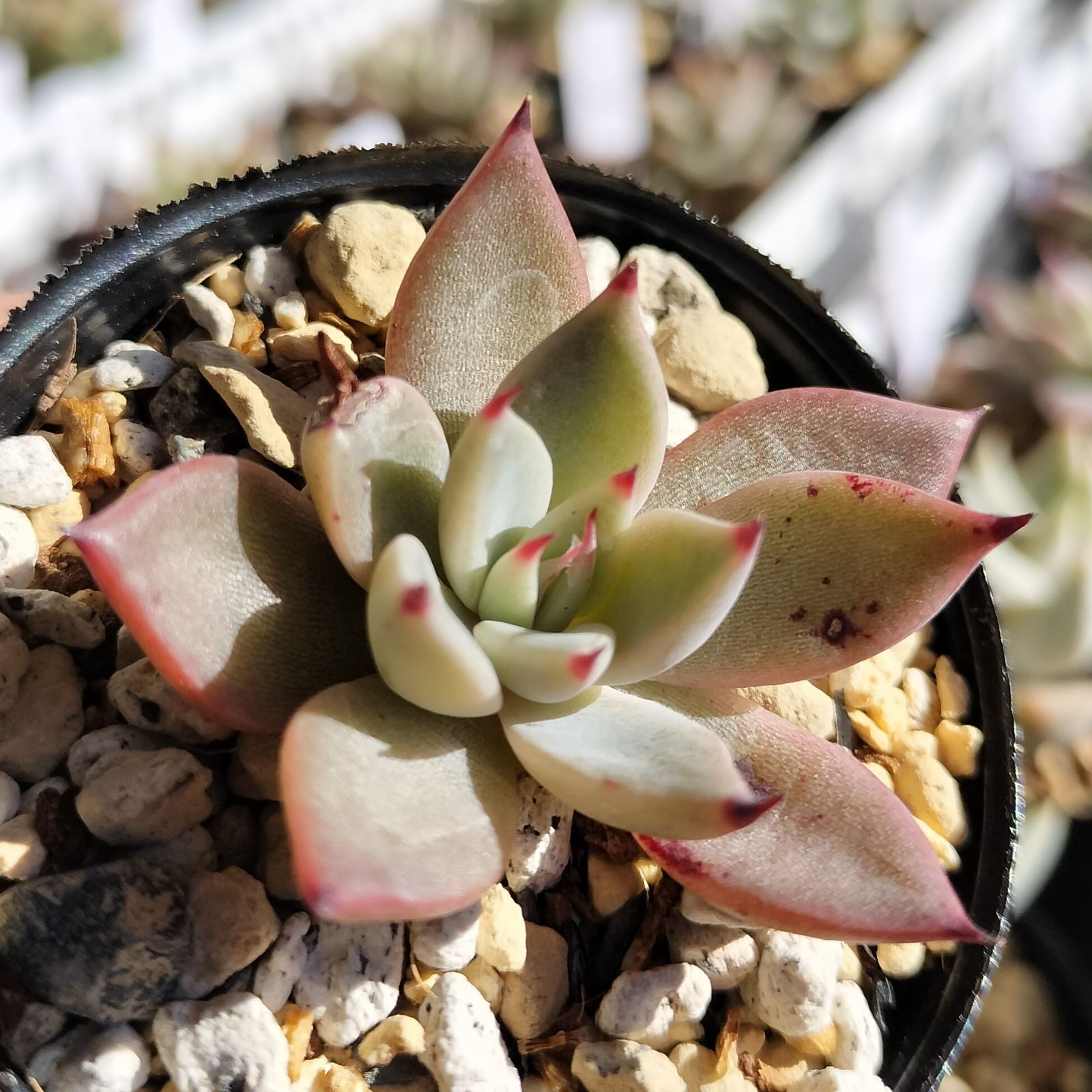 紫式部 サボテン相談室 多肉植物 エケベリア - メルカリ