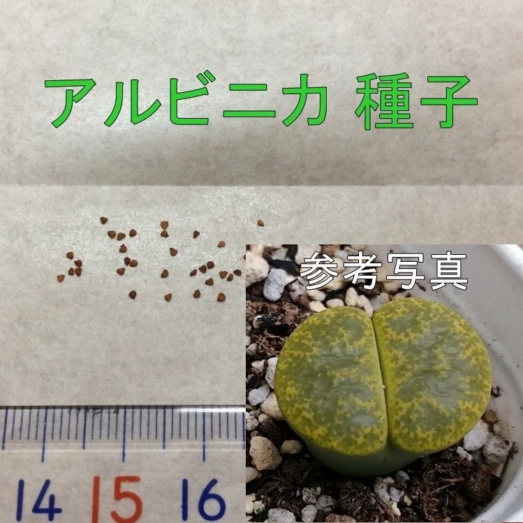 リトープス アルビニカ 種子 25粒 多肉植物 メセン タネ 種 - メルカリ