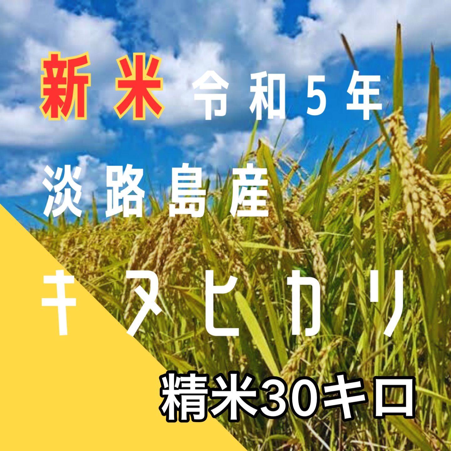 新米 令和5年産 キヌヒカリ  精米30キロ 淡路島産 産地直送