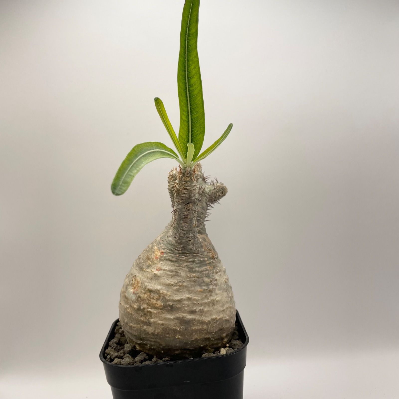 パキボディウムグラキリス 塊根植物 多肉植物 サボテン 観葉植物 やさしく