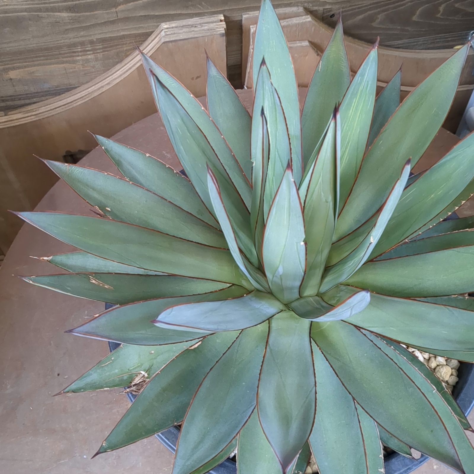 耐寒性アガベ グリーングロー アガベ：グリーングロー 2.5号鉢植え の