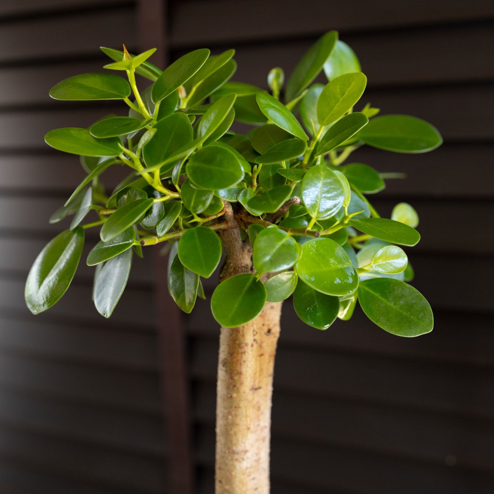 パンダガジュマル 接ぎ木 6号 陶器鉢 ピック付 観葉植物 ガジュマルの木 多幸の木 ガジュマル 0804BK - メルカリ