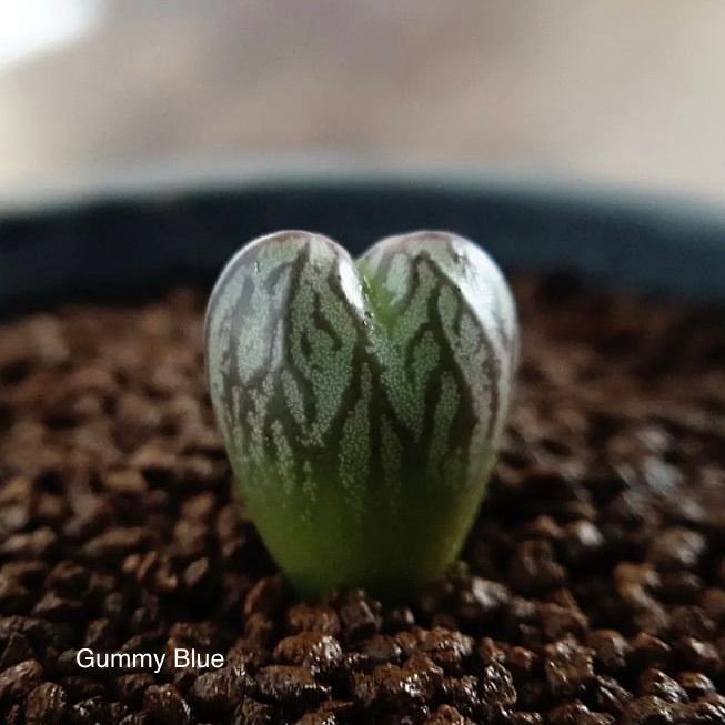 多肉植物 コノフィツム マーベルズ ミルクマン Conophytum