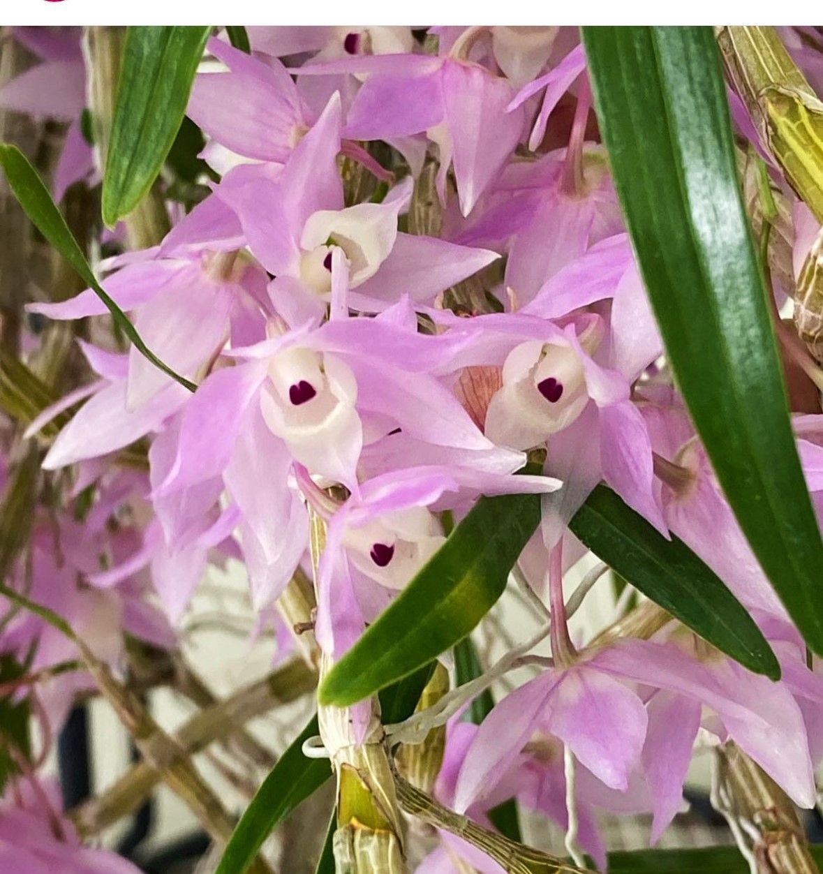 洋蘭原種カトレアC purpurata carnea Dumb Angel(4.0)