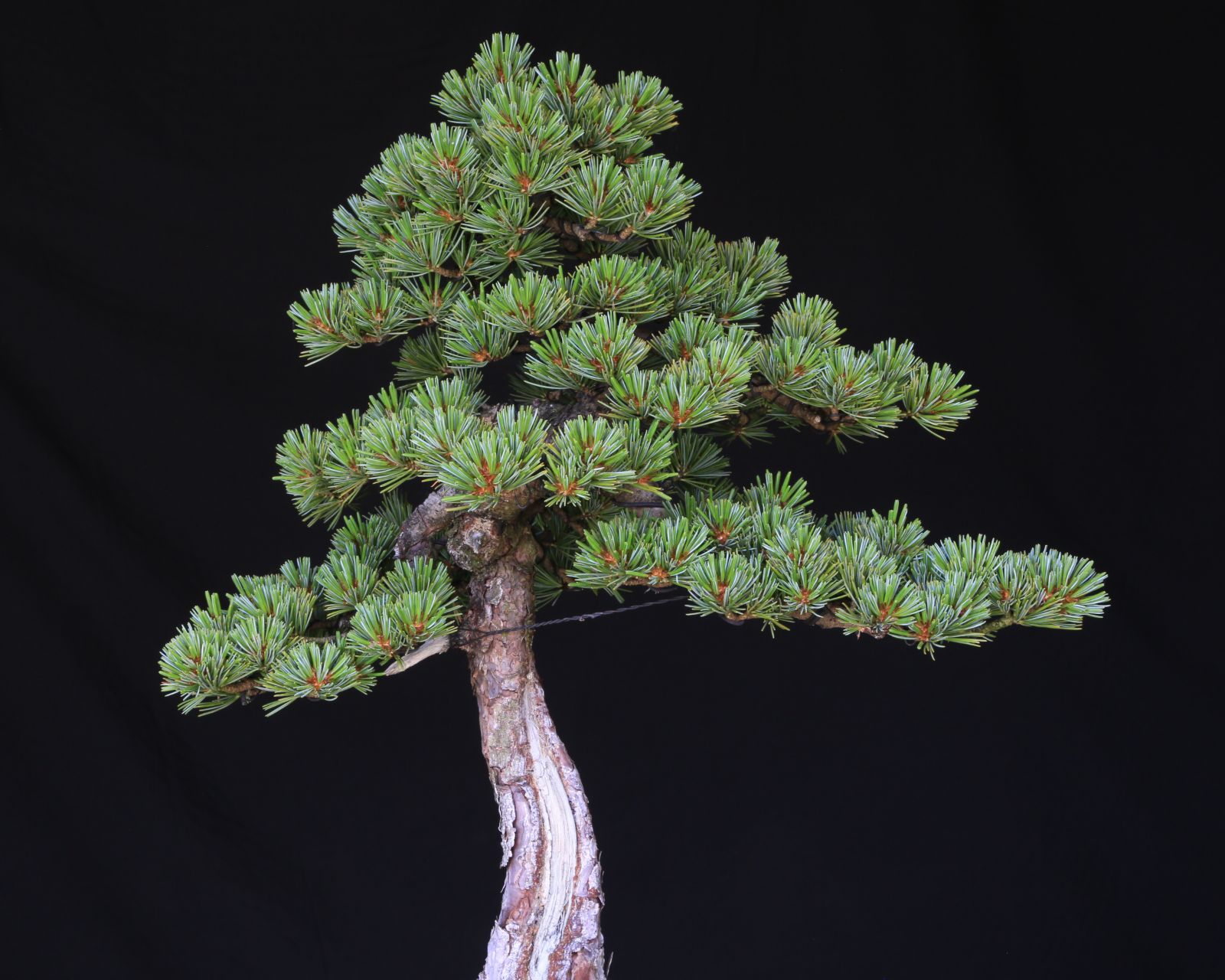 吾妻五葉松【松国宝】文人調 盆栽 現品 一点物 接ぎ木 山採り