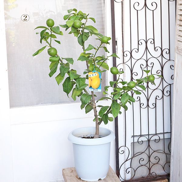 レモンの木 ビアフランカ