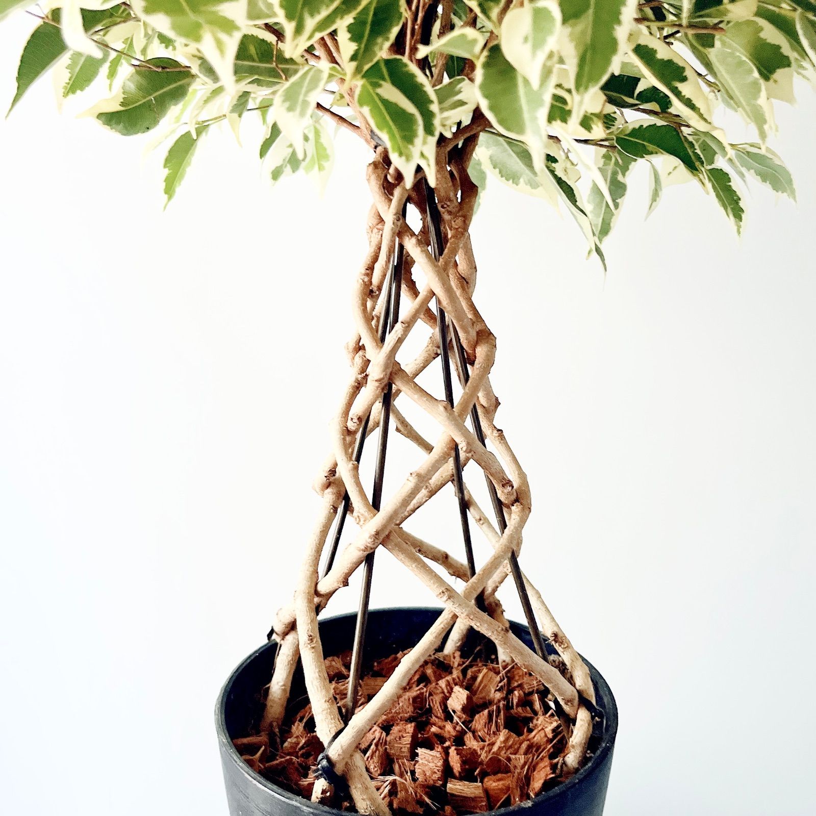 現品のみ】フィカス ベンジャミン スターライト 8本編み 観葉植物 室内