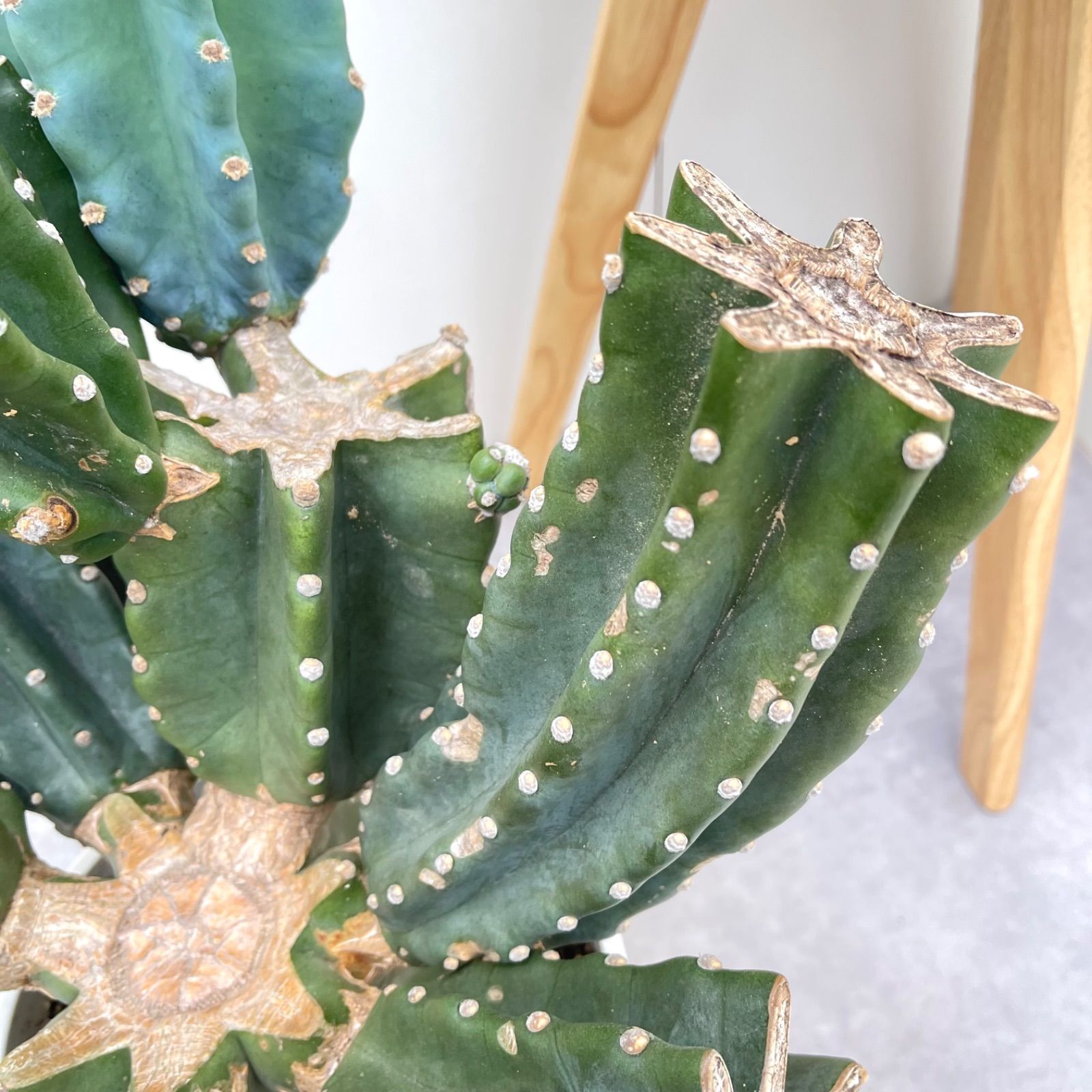 ［現品］※売約済※ 13番　柱サボテン　鬼面角 ブランチ　8号　室内　大型 現品］※売約済※ 13番 柱サボテン 鬼面角 ブランチ 8号 室内 大型 売約