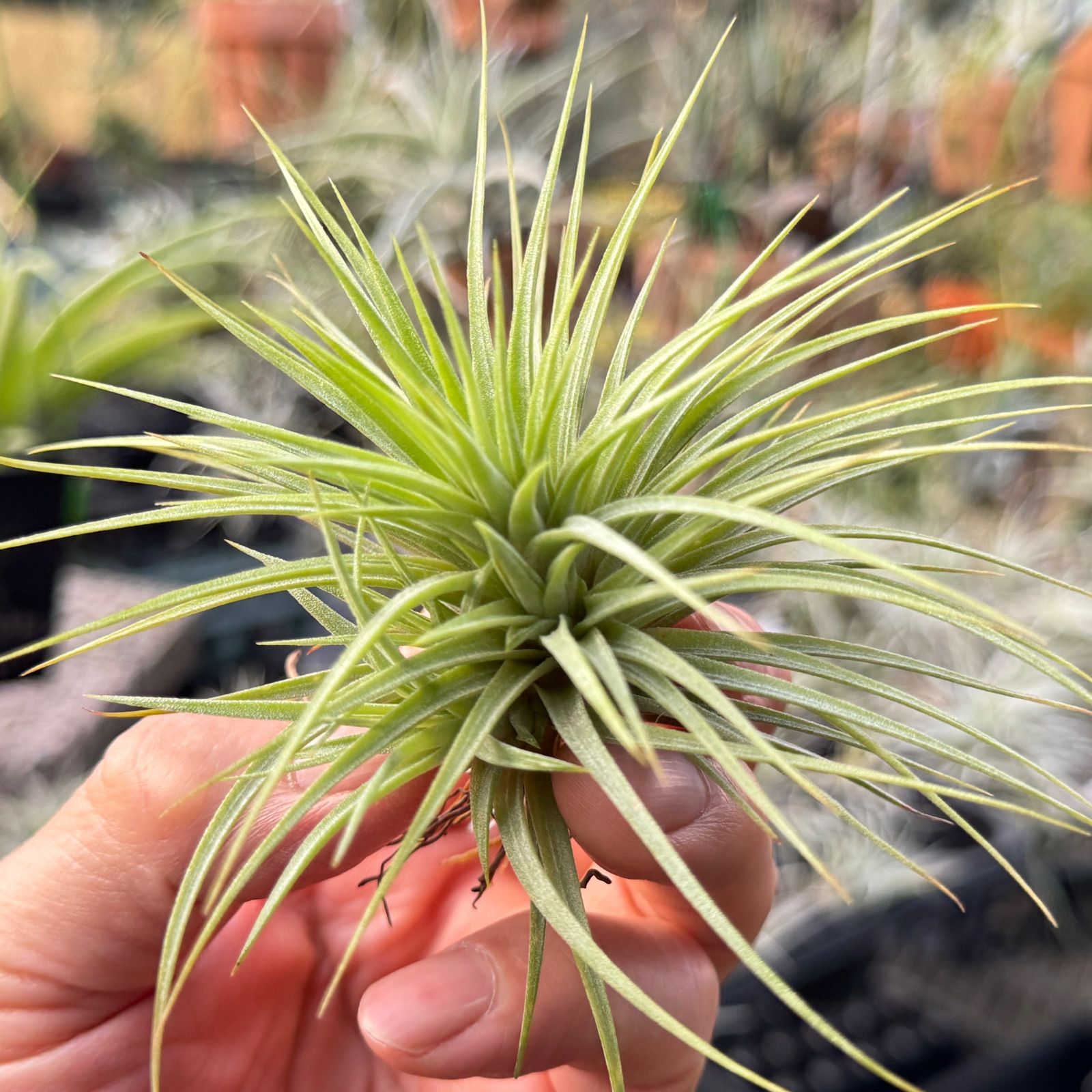 特大＊チランジア イオナンタ ファットボーイ Tillandsia ionantha Fat