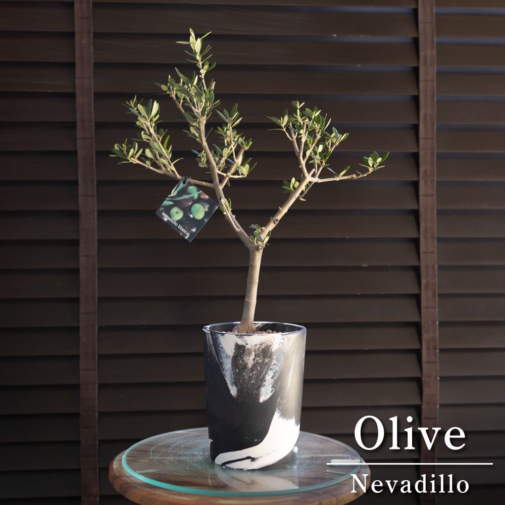 創樹 Olive オリーブの木 盆栽 SOUJU Nevadillo blanco ネバディロブランコ オリーブ マーブル樹脂ポット 1005BW -  メルカリ