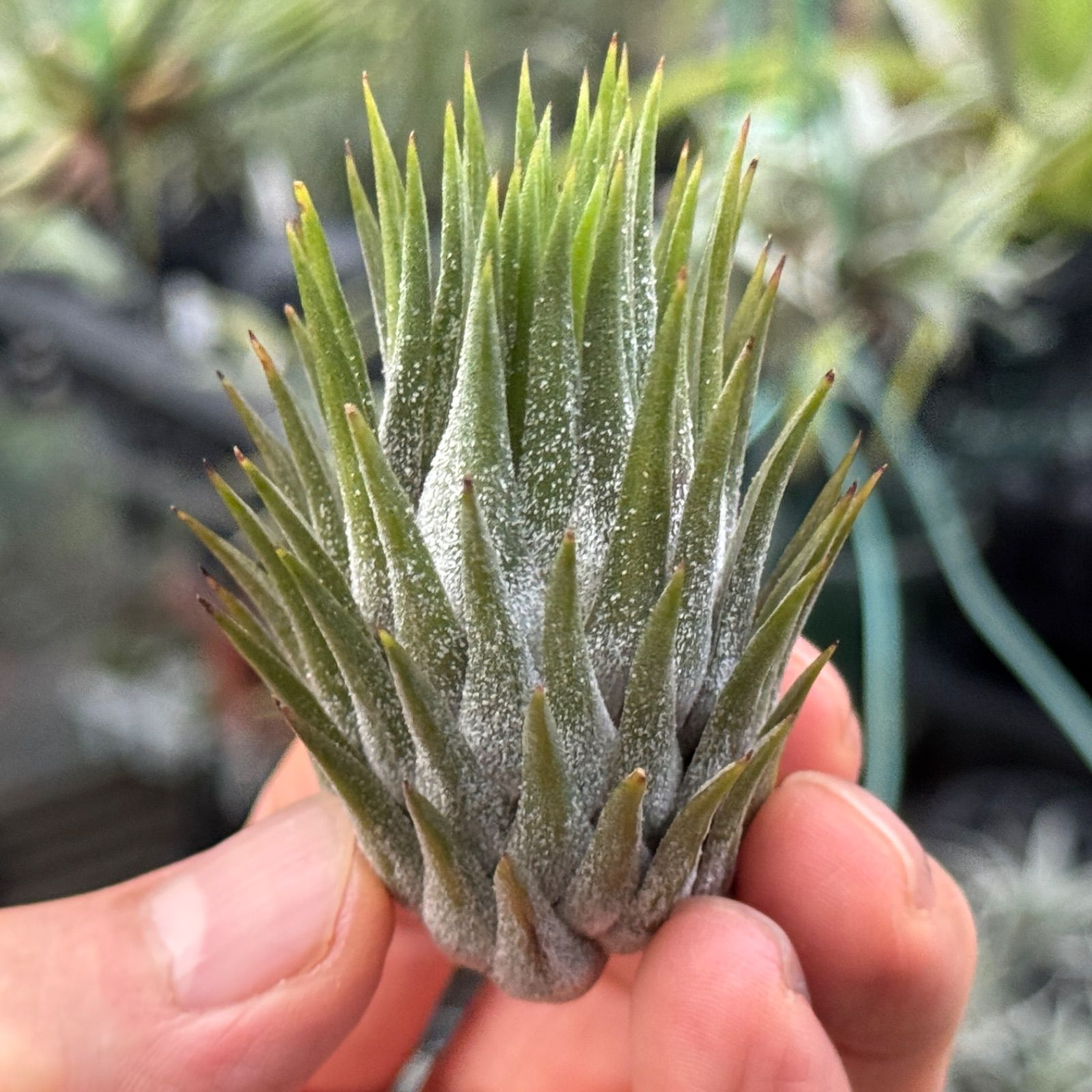 超希少❗️縞模様❗️サイズ特大❗️チランジア　ヒルダエ✨ 超希少❗️縞模様❗️サイズ特大❗️チランジア ヒルダエ✨