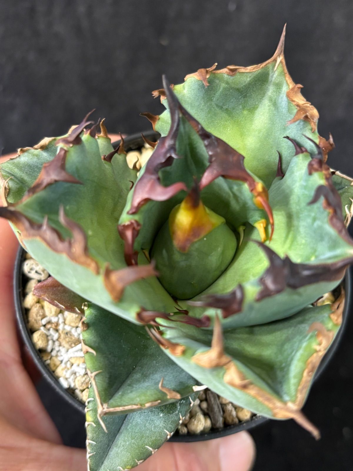 アガベ オテロイ 実生 SG006 アガベ オテロイ 実生 【公式通販】