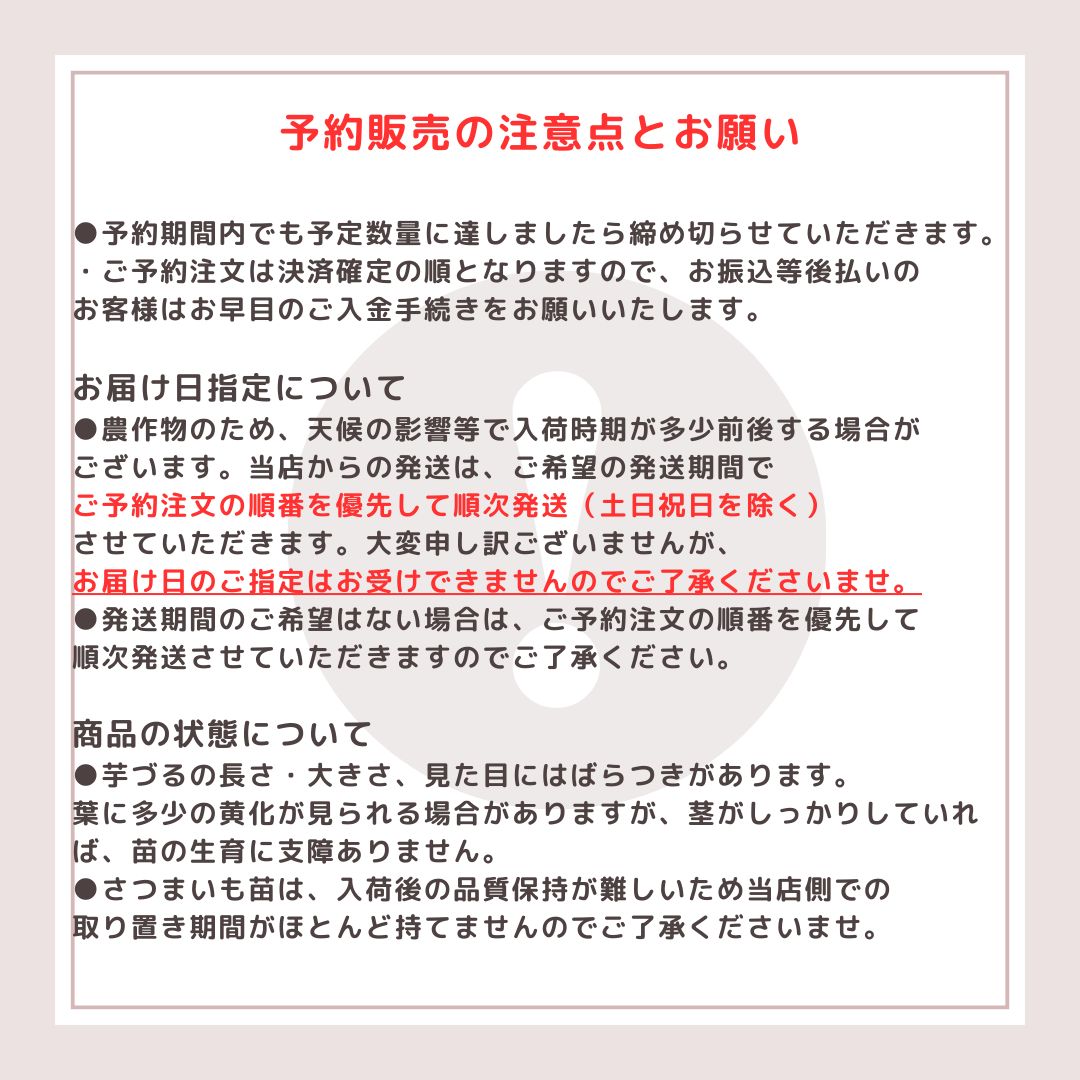 切り苗予約受付中 ウィルスフリー苗