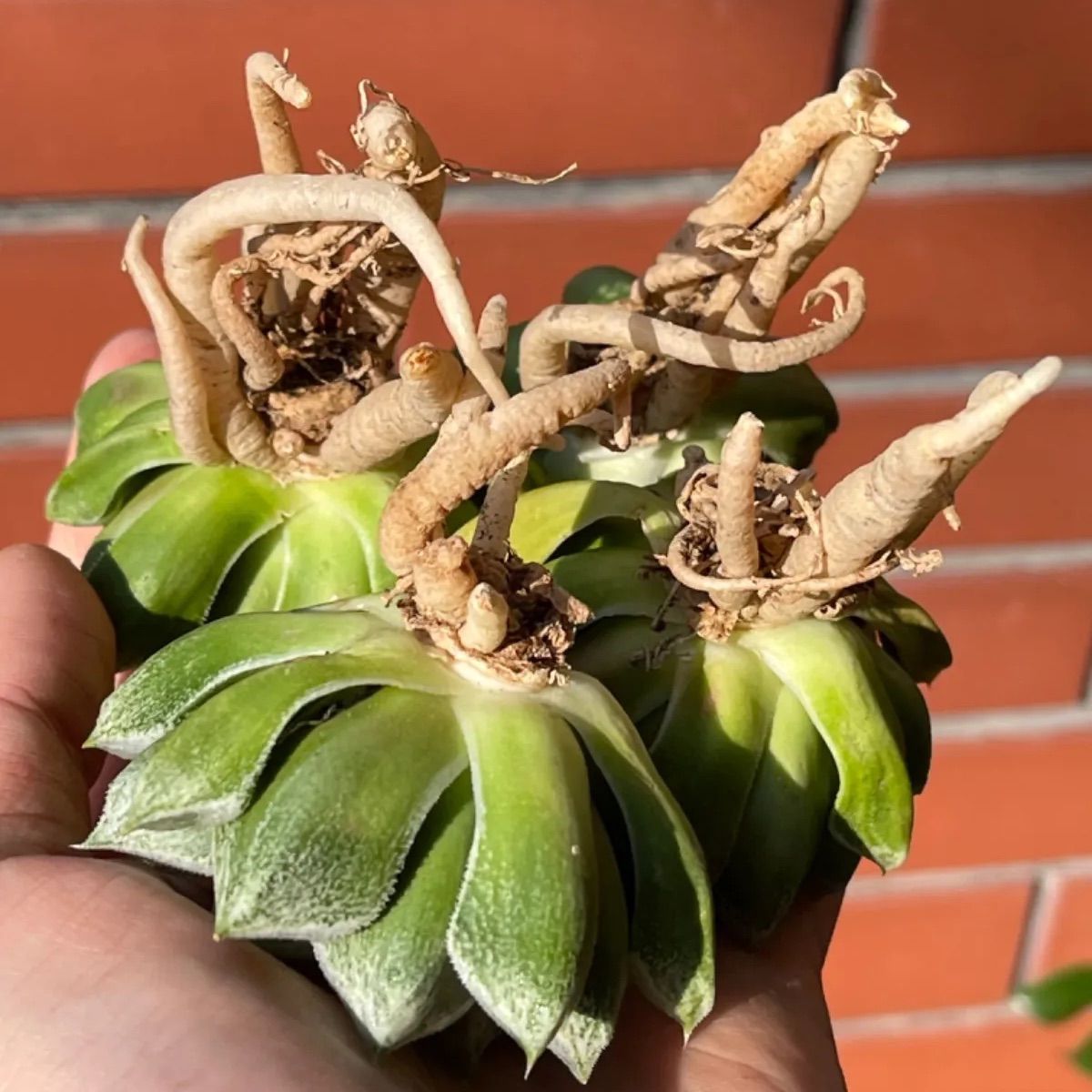 多肉植物 ハオルチア ラブハート錦 大株