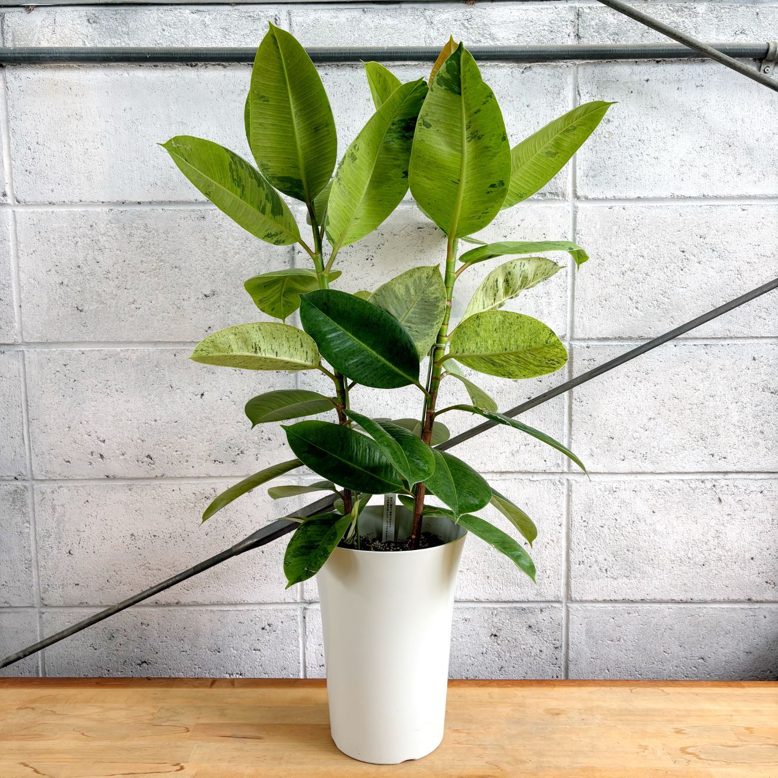 観葉植物】希少種 フィカス ジン 2株植え 斑入り ゴムの木 7号 プラ