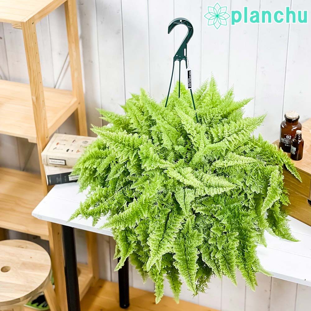 セール】アンスリウム ペダトラディアツム No.003 鉢、送料込 メルカリ