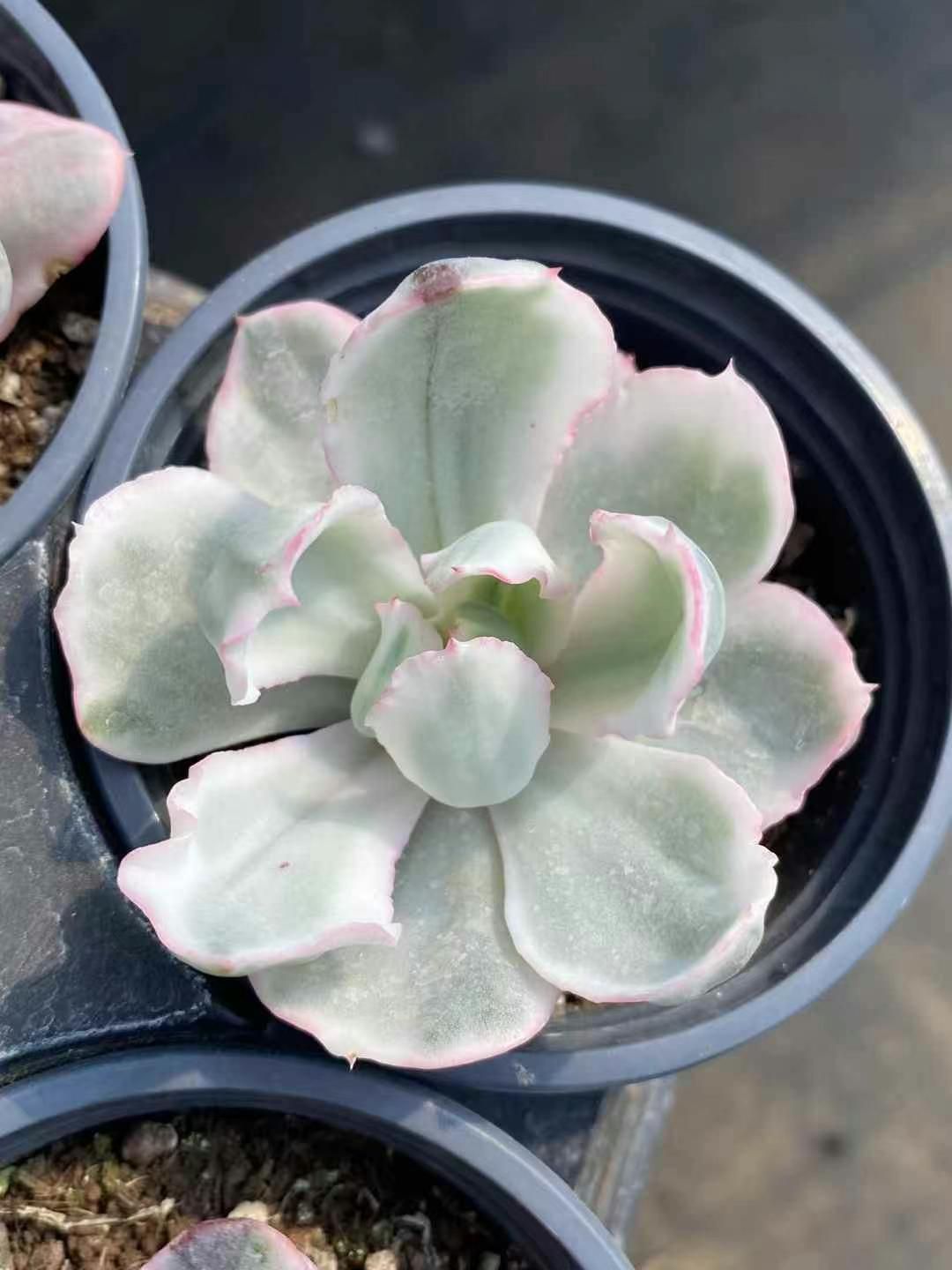 専用　多肉植物　❁︎オルペット錦　抜き苗 農園直売 多肉植物 寄せ植え エケベリア属 オウンスロー錦（単